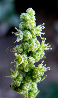  Inflorescence